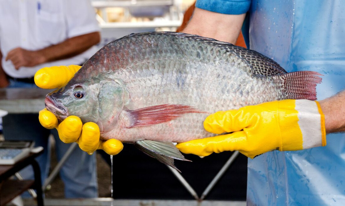 Prejuízo econômico