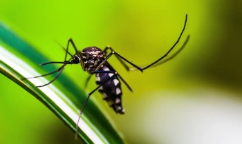 Dengue 100 dúvidas