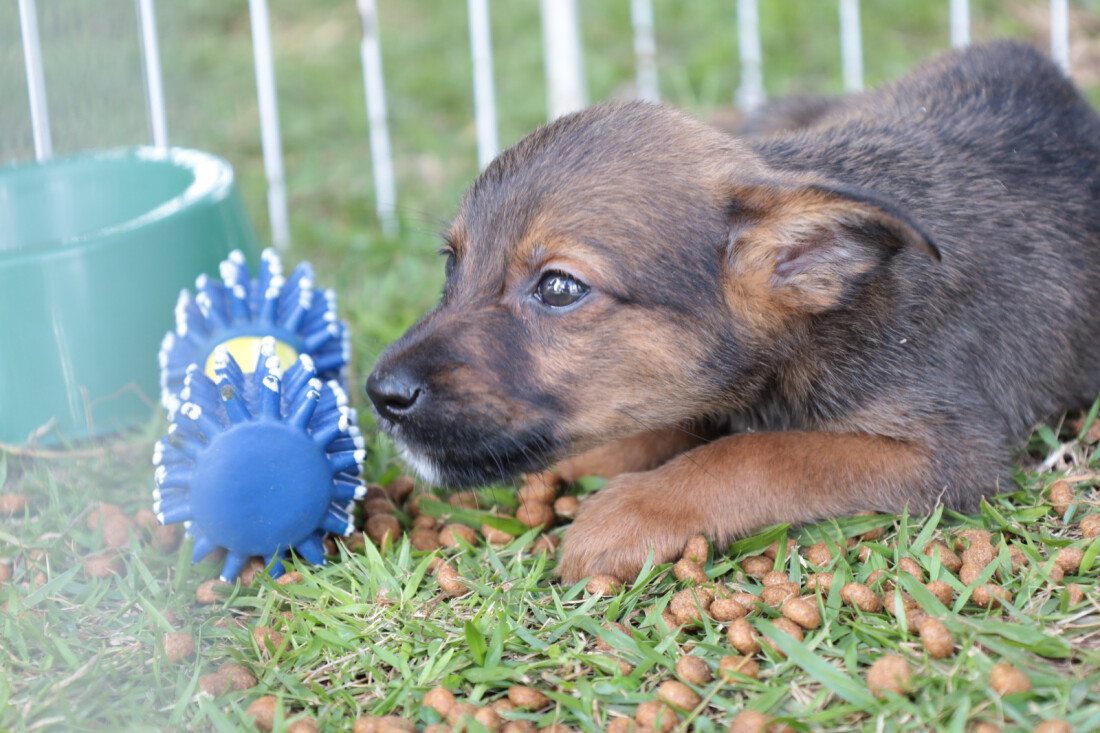 Meio Ambiente promove mais uma edição do 'Baby, me Leva!' 