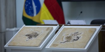Alemanha devolve fóssil Ubirajara jubatus ao Cariri cearense