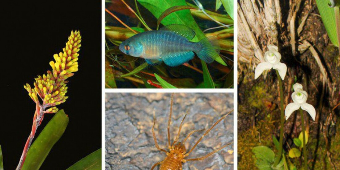 Áreas de conservação de espécies somam 62 milhões de hectares no país