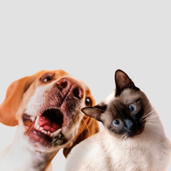 Governo de SP inicia pesquisa sobre cães e gatos de rua nos municípios 