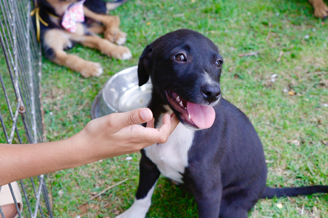 Meio Ambiente promove evento do projeto ‘Baby, me Leva!’ neste domingo