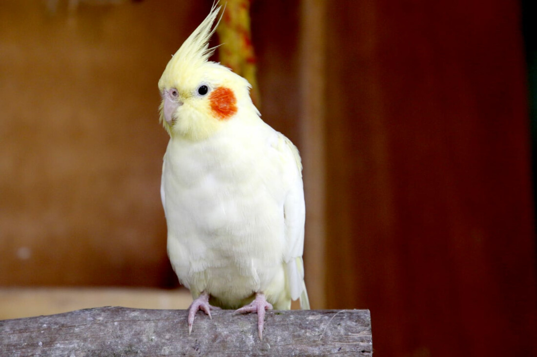 Viveiro Municipal completa seis anos de atividade nesta segunda-feira