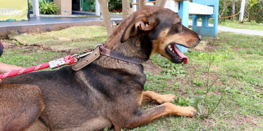 Suzano promove evento de adoção