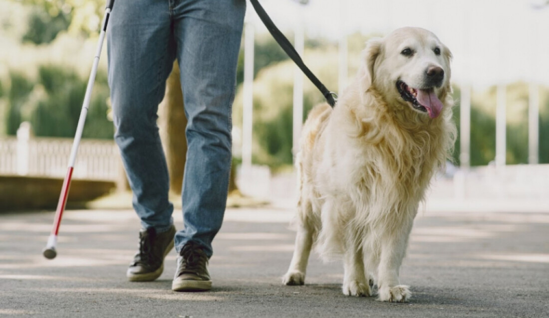 Palestra em celebração ao Dia Internacional do Cão Guia recebe inscrições 