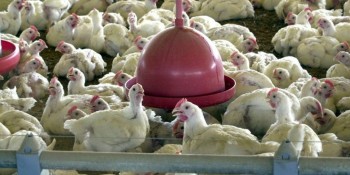 Brasil reforça ações de biossegurança para prevenir gripe aviária