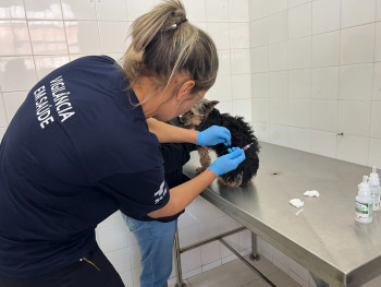 Poá vacina mais de 2,3 mil cães e gatos em três meses
