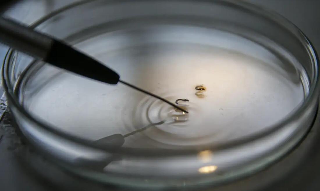 Casos de dengue crescem 50% nas Américas, diz Opas