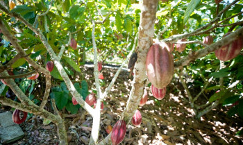 Produtoras de café e cacau contam como lidam com mudanças climáticas