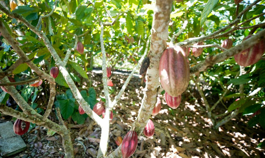Produtoras de café e cacau contam como lidam com mudanças climáticas