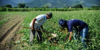 Período de chuvas beneficia produtores rurais do Alto Tietê