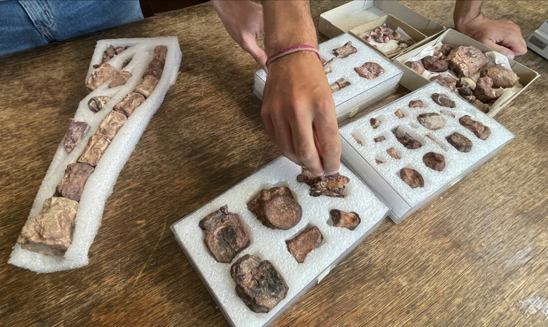 Cientistas argentinos encontram dinossauro que viveu na Patagônia