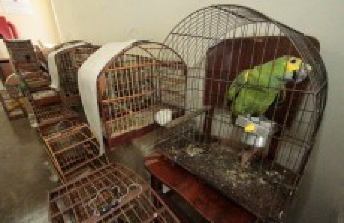 18 animais silvestres são capturados por mês em Mogi