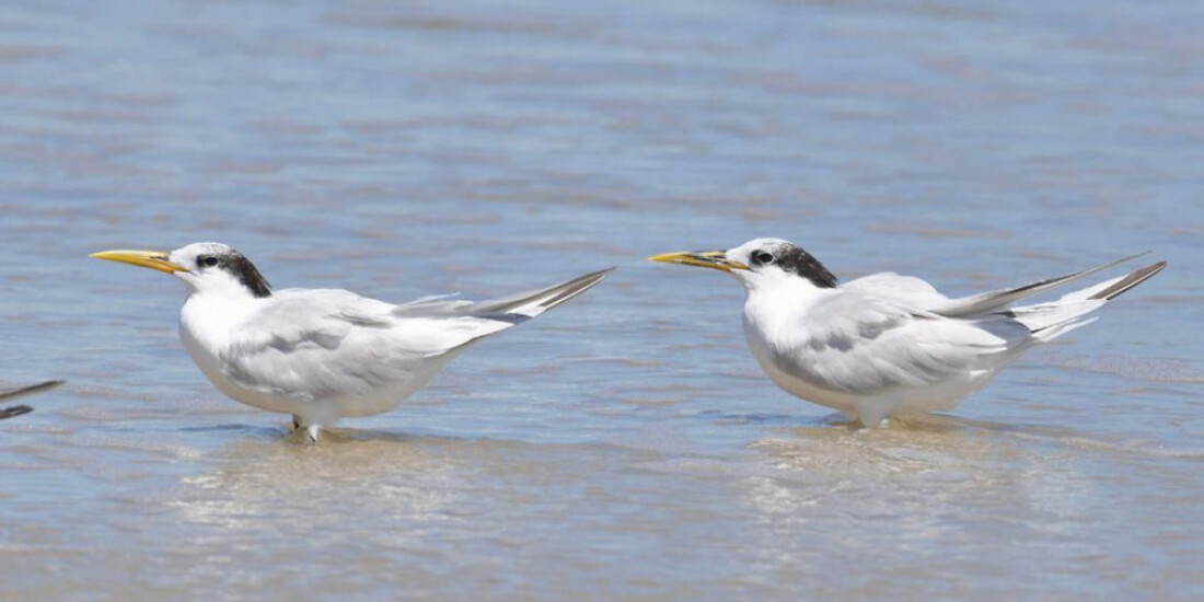 Ministério confirma mais um caso de gripe aviária; total chega a 31