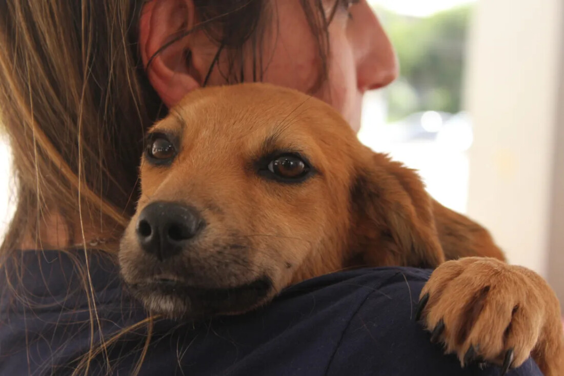 Poá abre inscrições para castração de cães e gatos