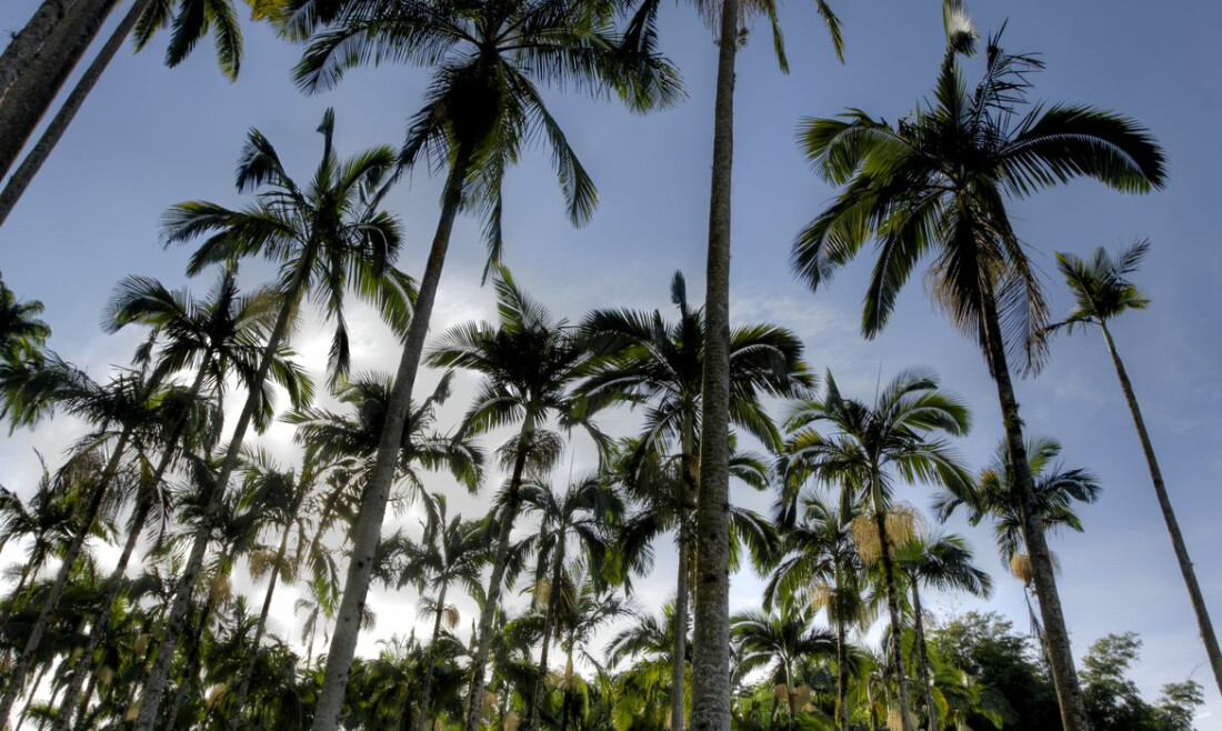 Câmara aprova regras menos rígidas para plantação de eucalipto