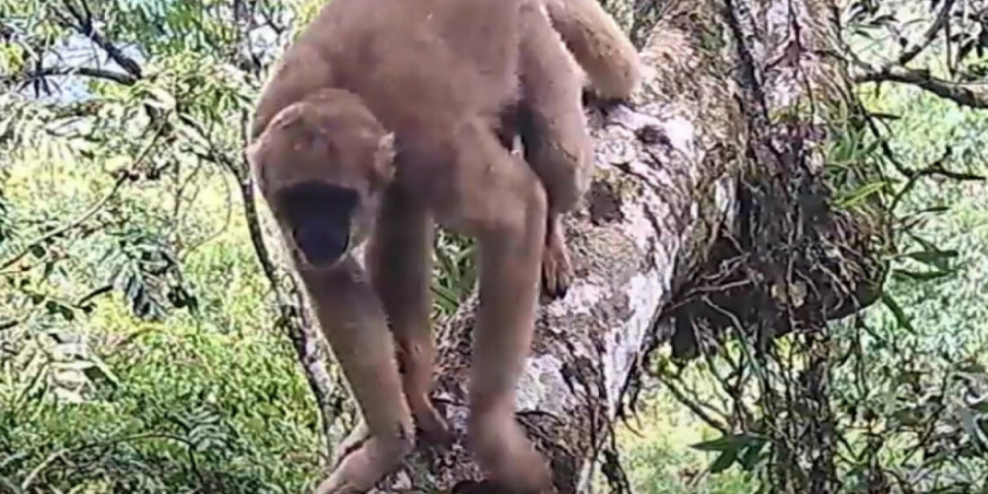 Com o apoio de câmeras e drones, Suzano registra grupos de muriquis-do-sul