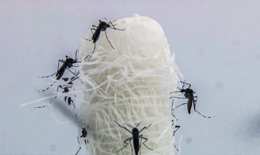 Alagamentos podem provocar novos casos de dengue no Rio Grande do Sul