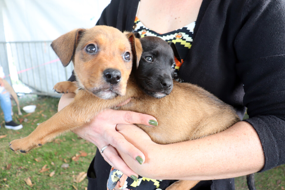 Suzano promove evento de adoção responsável durante o 'Petbênção'