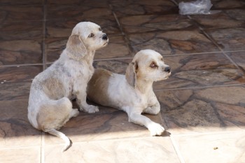 GPA resgata seis cães em situação de maus-tratos na Vila Amorim