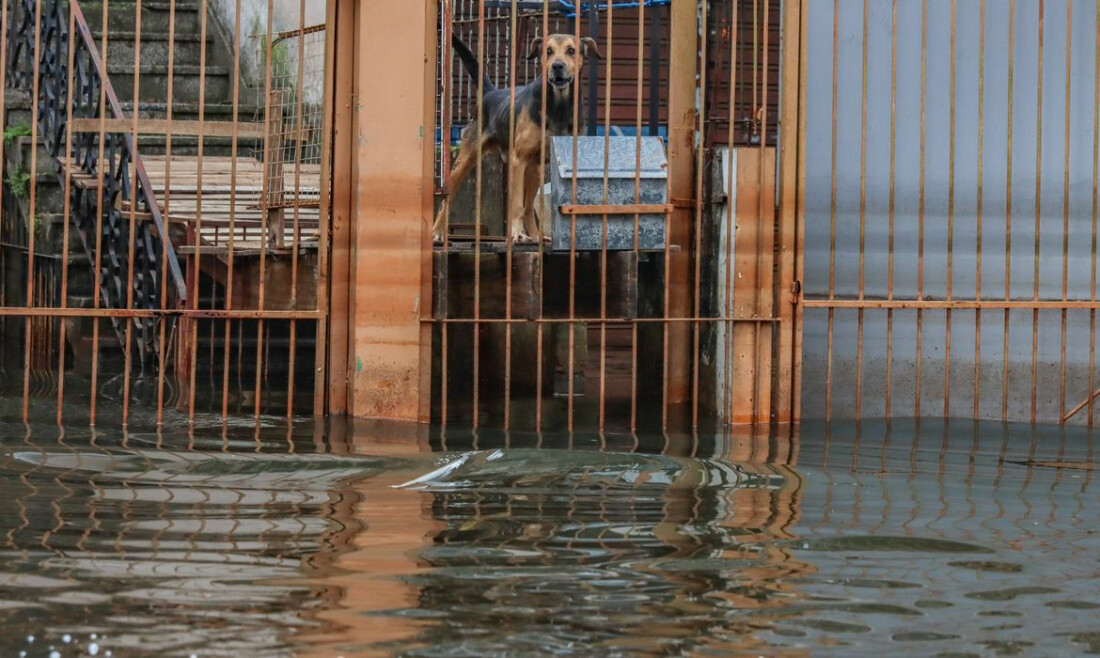 Cães resgatados nas cheias do RS são adotados em Brasília