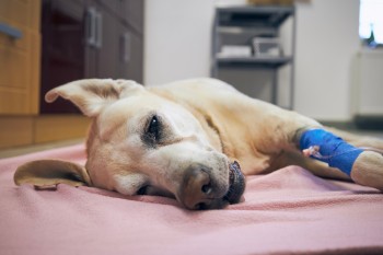 Especialistas dão dicas para cuidar e adotar pets vítimas de enchentes