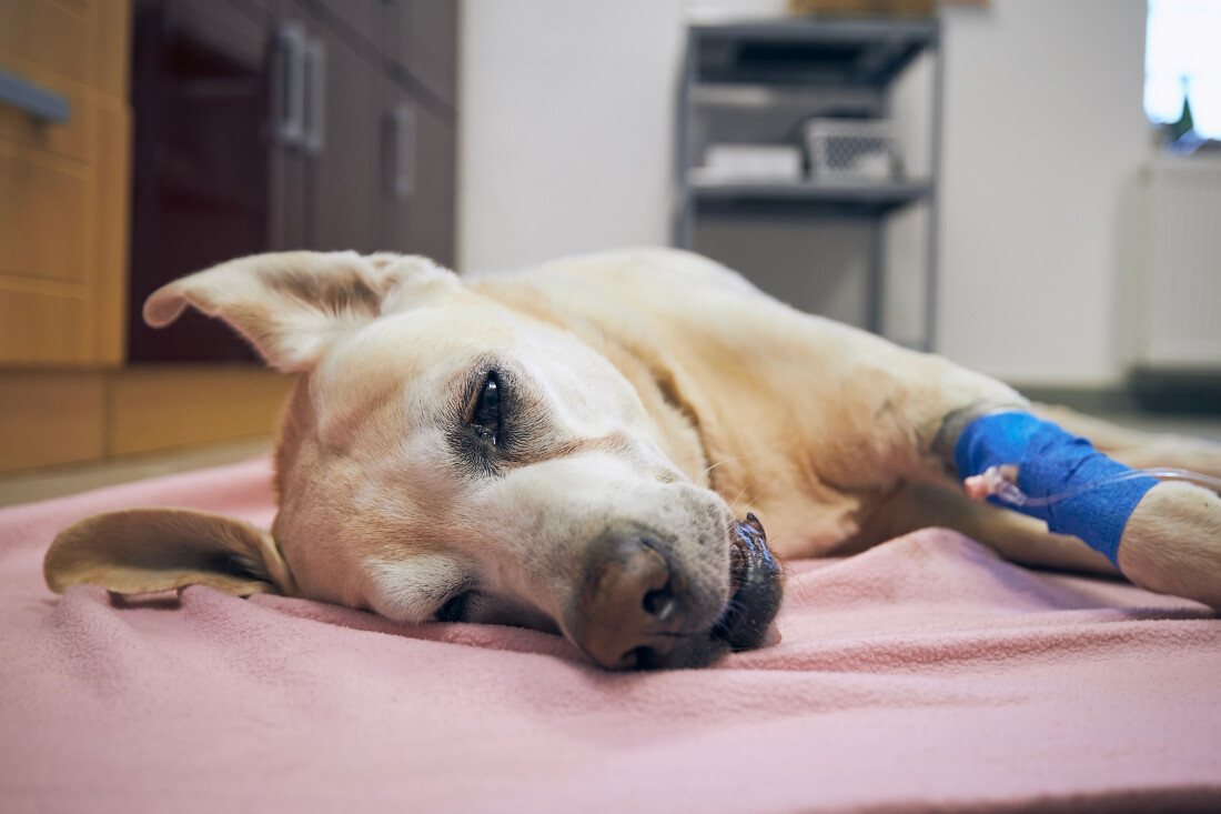 Especialistas dão dicas para cuidar e adotar pets vítimas de enchentes