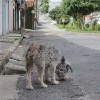 Grupo Fera e Festival Vegano promovem evento "Dezembro Verde – Não ao Abandono de Animais"