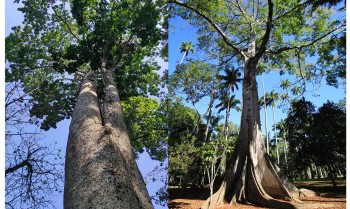 Jardim Botânico planta mudas de cinco espécies em Dia do Ambiente