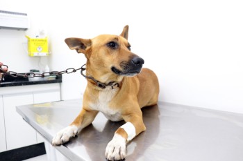 Último mutirão de castração deste semestre contemplará 240 animais