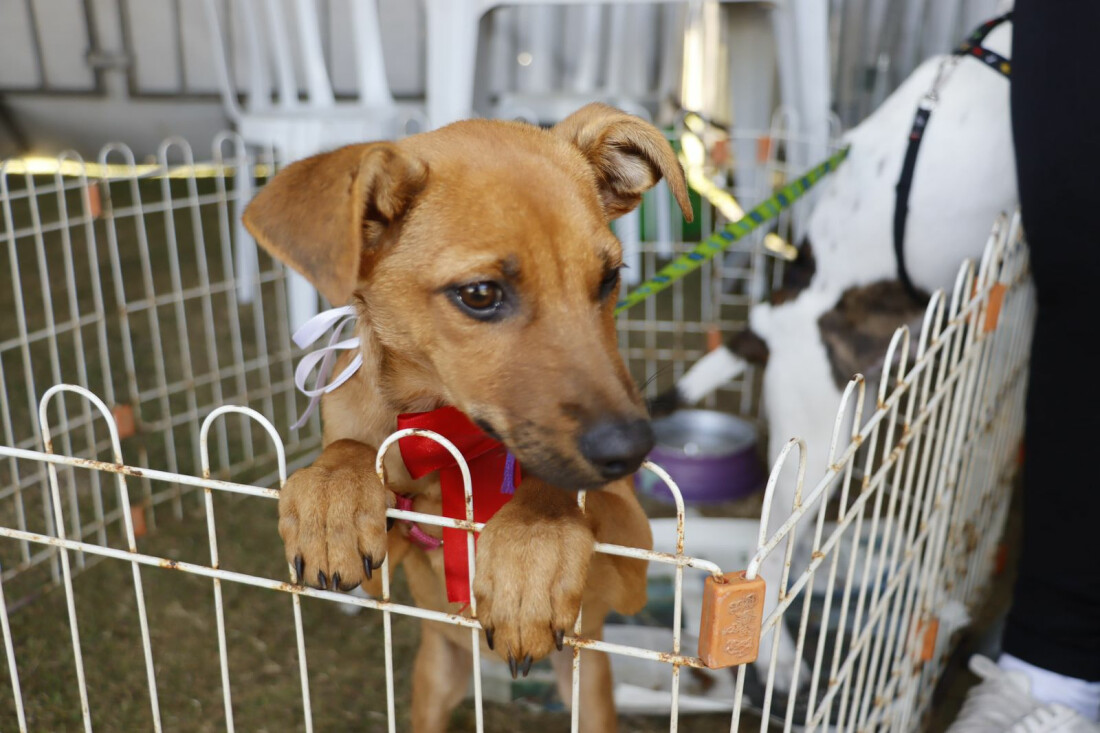 Último evento presencial do 'Baby, me Leva!' no semestre ocorre domingo