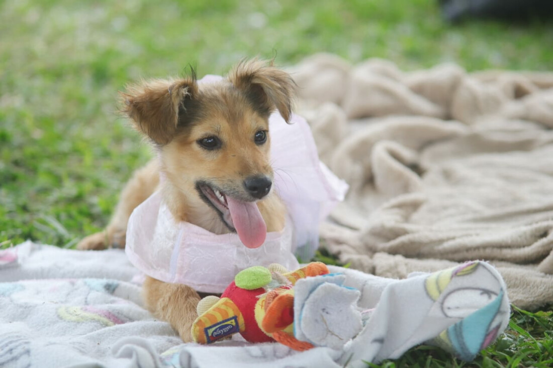 Suzano contempla quase 11 mil animais com ações de castração e adoção