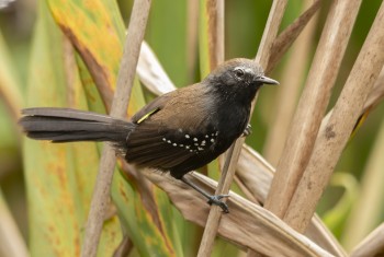 Suzano ajuda a biodiversidade e registra espécies ameaçadas de extinção