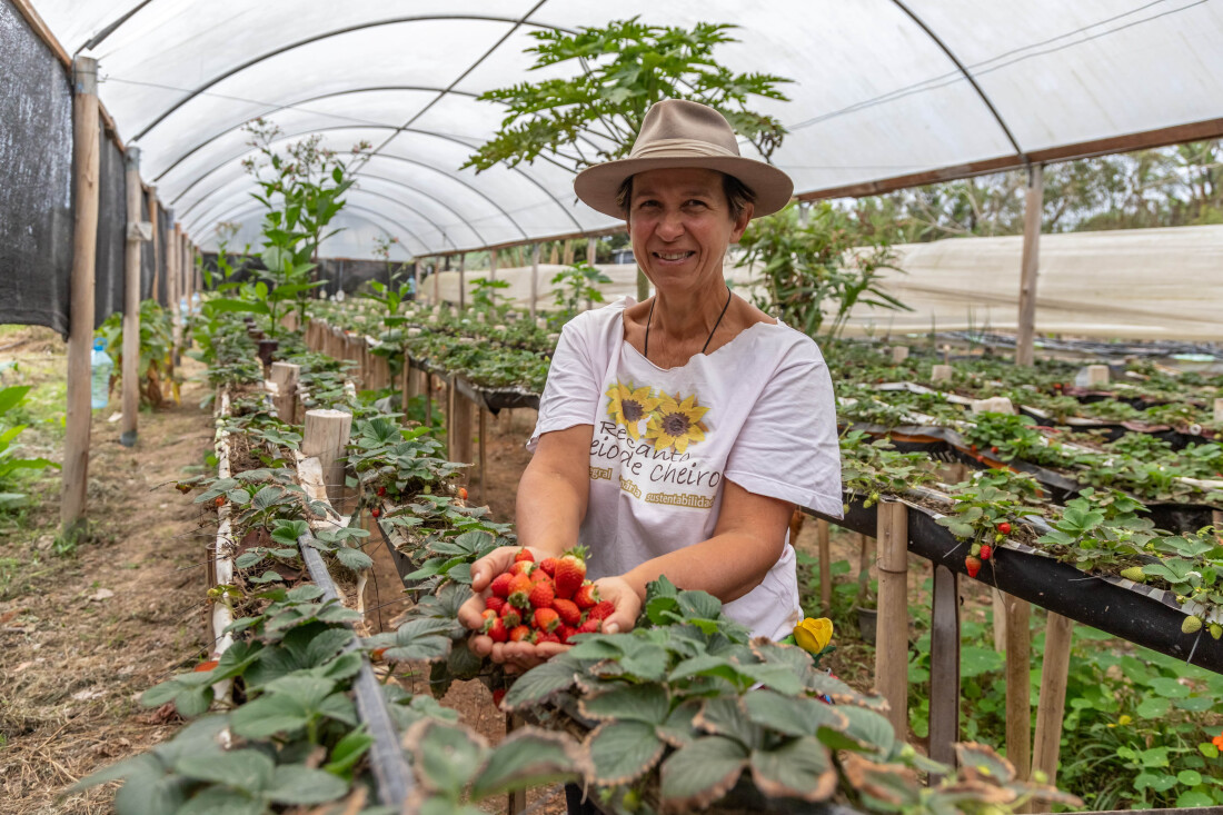 Guararema fomenta a fruticultura com o Programa Morango Orgânico   