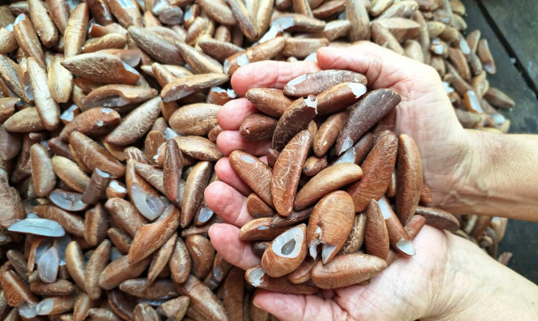 Comunidades tradicionais pedem ao governo e Congresso melhoria no Pnae