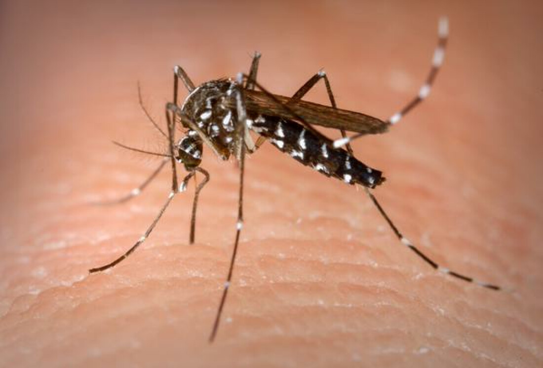 Região soma 30 mortes e quase 30 mil casos de dengue em 2024