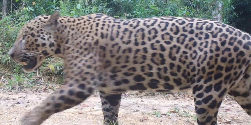 Onças-pintadas com filhotes são encontradas na Serra do Mar paranaense