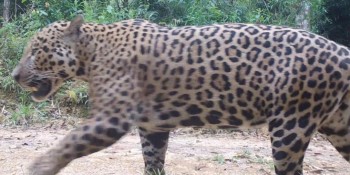 Onças-pintadas com filhotes são encontradas na Serra do Mar paranaense