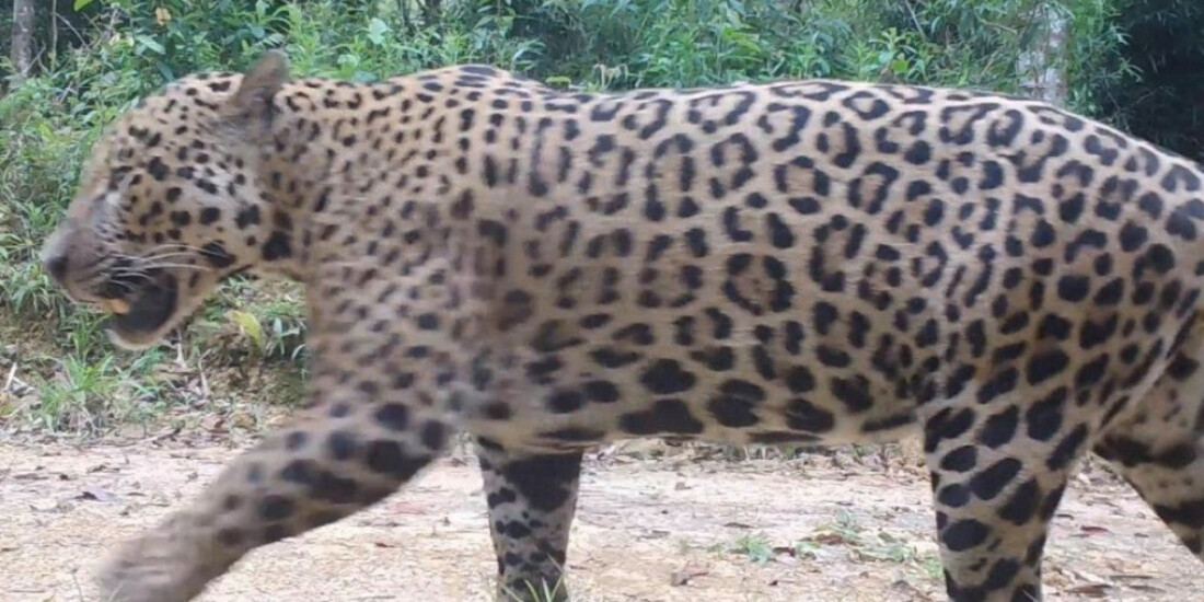 Onças-pintadas com filhotes são encontradas na Serra do Mar paranaense