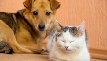 Governador sanciona lei para garantir bem-estar de cães e gatos no estado