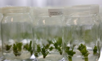 Bromélia da Amazônia pode ser alternativa ao plástico do petróleo