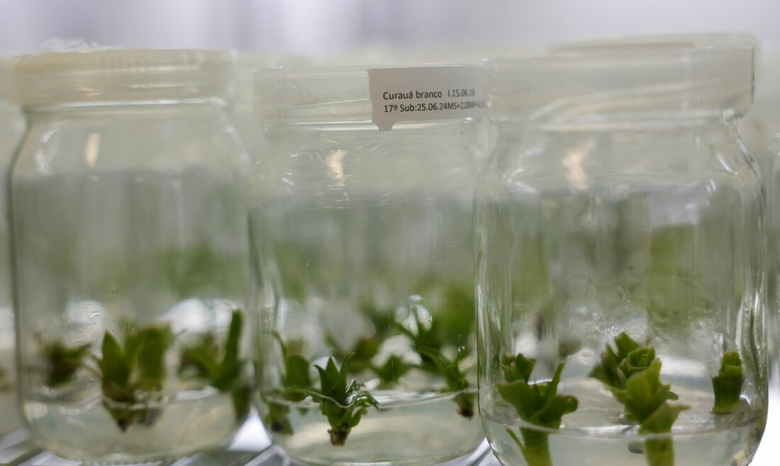 Bromélia da Amazônia pode ser alternativa ao plástico do petróleo