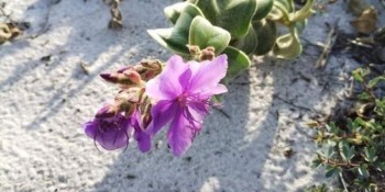 Espécie de planta rara volta para ambiente de origem em Cabo Frio