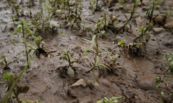 Mariana: vítimas pedem que governo rejeite acordo de mineradoras