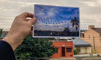 Passarinhos “compõem” valsa para distribuidores de energia