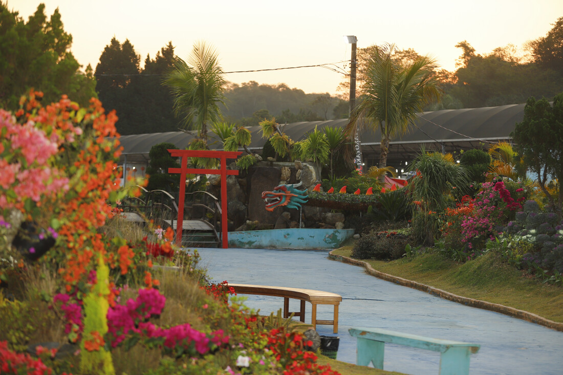 Dragão de 10 metros decorado com suculentas é uma das atrações da Expo Aflord