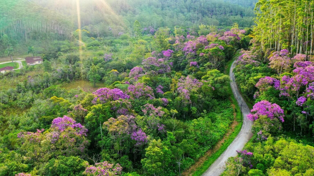 Pesquisadores registram 35 novas espécies de flora em reserva ambiental da Suzano