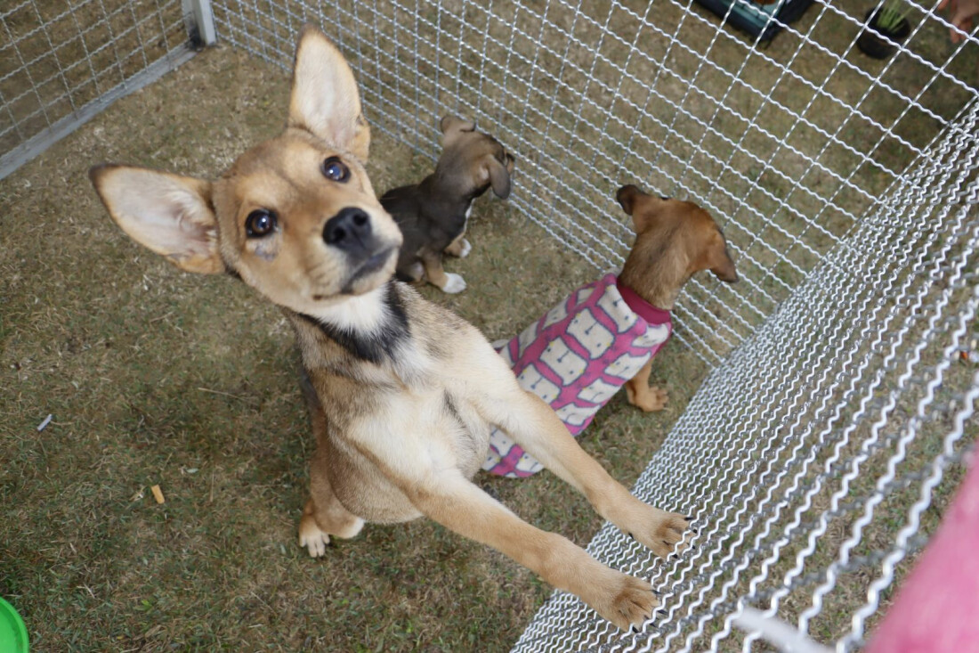 “Baby, me leva” tem mais uma edição neste domingo 