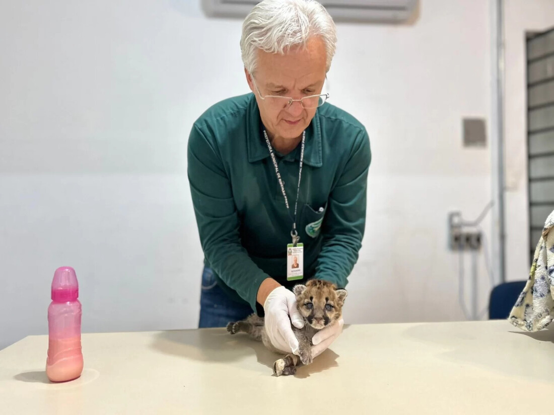 Filhote de onça-parda é resgatado de incêndio florestal no interior paulista